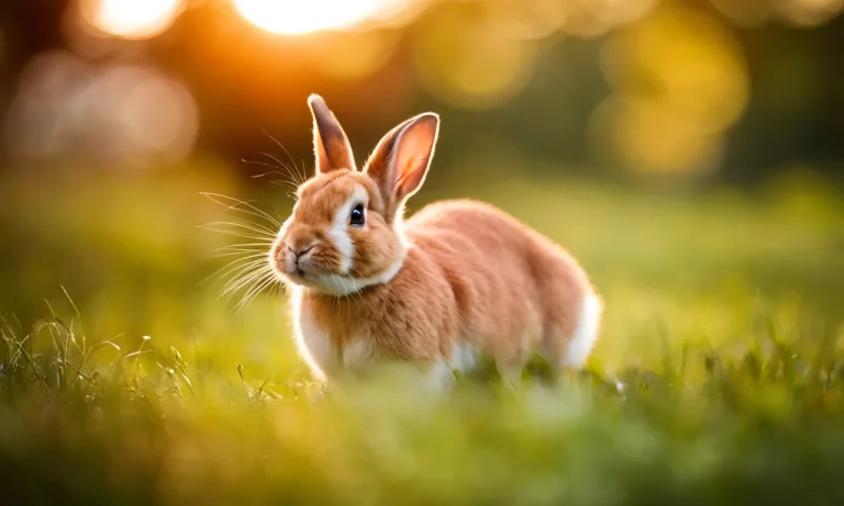 Why Bunnies Love Running In Circles
