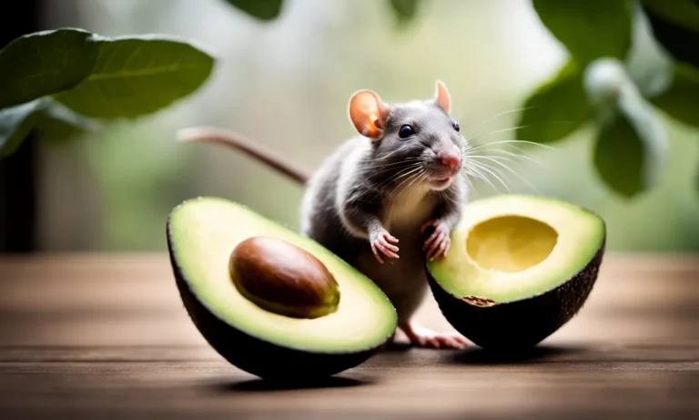 Can Rats Have Avocado? Everything You Need To Know