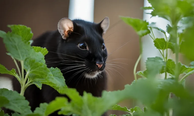 Can Rats Have Catnip? The Complete Guide