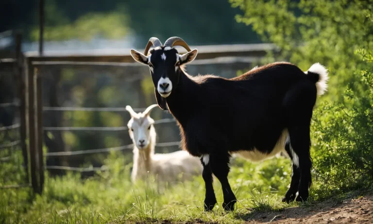 Do Goats Get Lonely? A Complete Guide