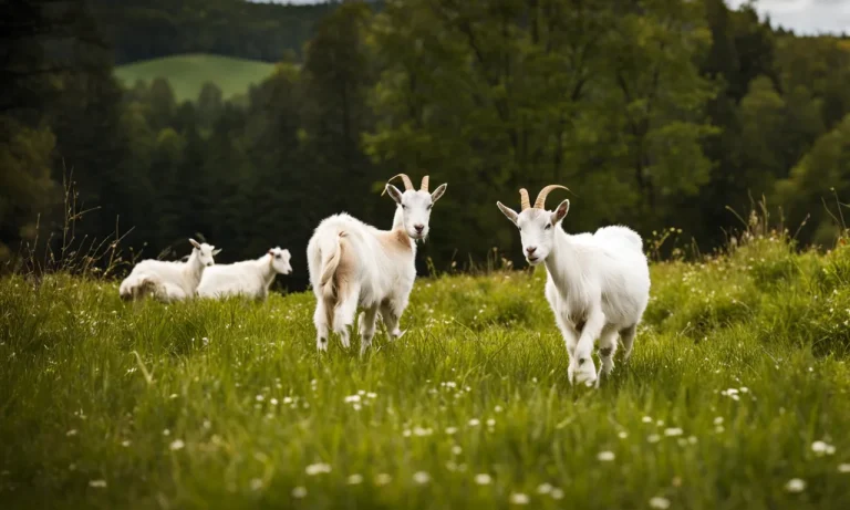How Many Goats Per Acre Can You Have? A Detailed Guide
