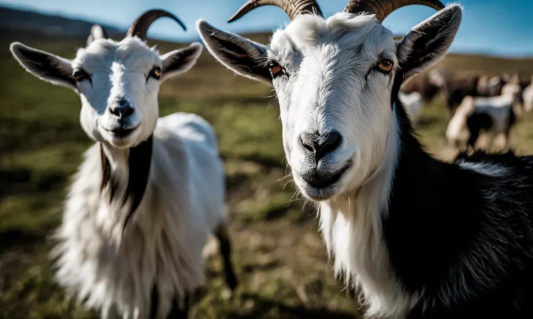 Do Goats Kill Each Other? A Comprehensive Look At Goat Behavior