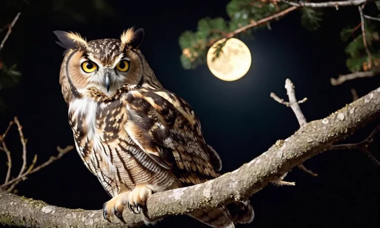 Animals That Are Awake At Night: Nocturnal Creatures Around The World