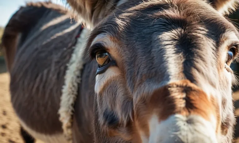 Are Donkeys Colorblind? A Detailed Look At Donkey Vision