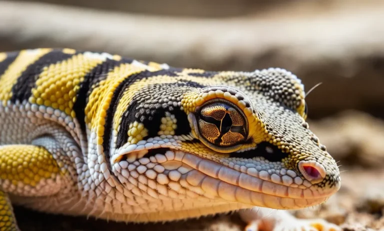 Are Leopard Geckos Poisonous? A Detailed Look