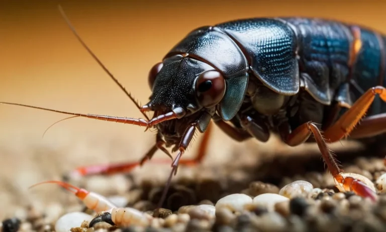 Are Roaches And Shrimp Related?