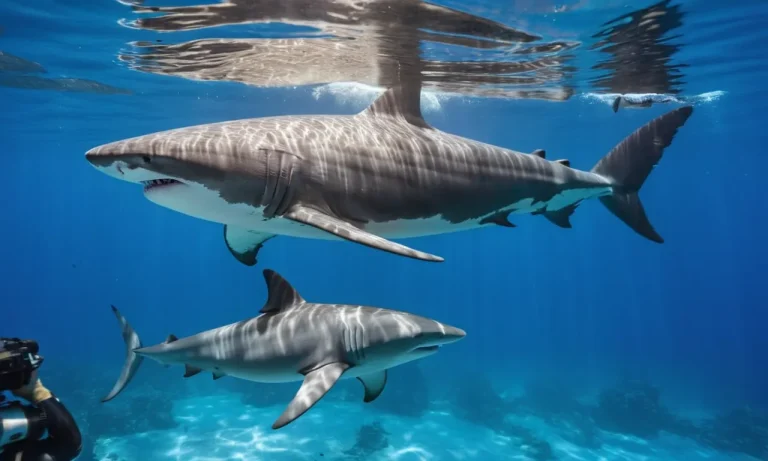 Are Sharks Smarter Than Dolphins?