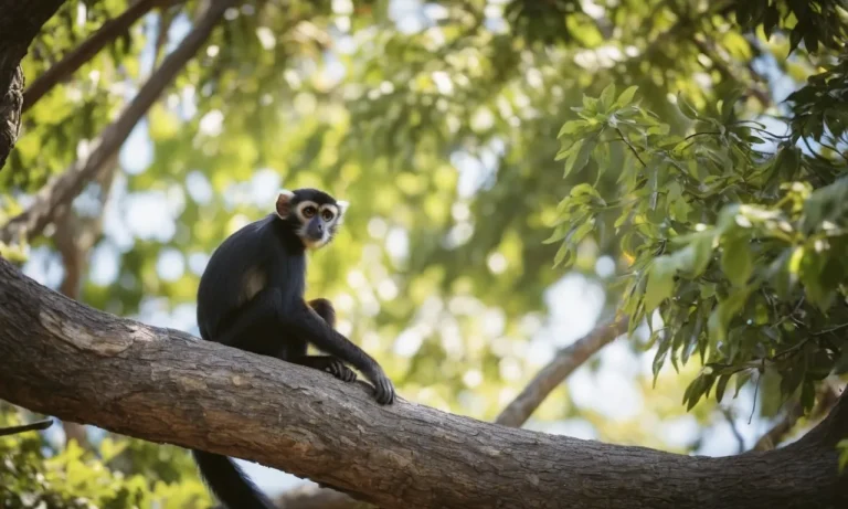 Are Spider Monkeys Legal In California? Everything You Need To Know