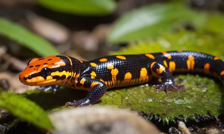 Are Spotted Salamanders Poisonous? A Detailed Look