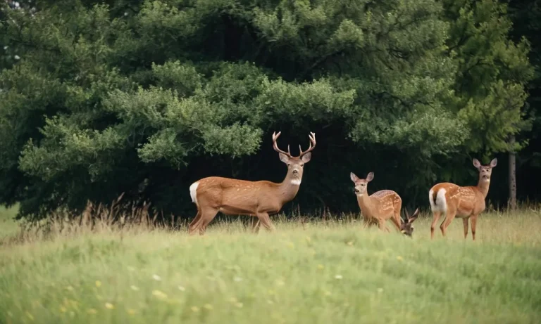 Are There More Does Than Bucks?