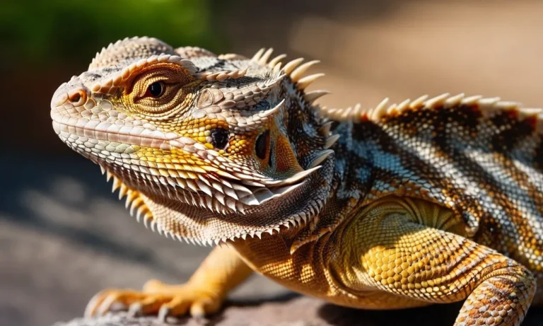 Why Is My Bearded Dragon Stretching Out Its Back Legs?