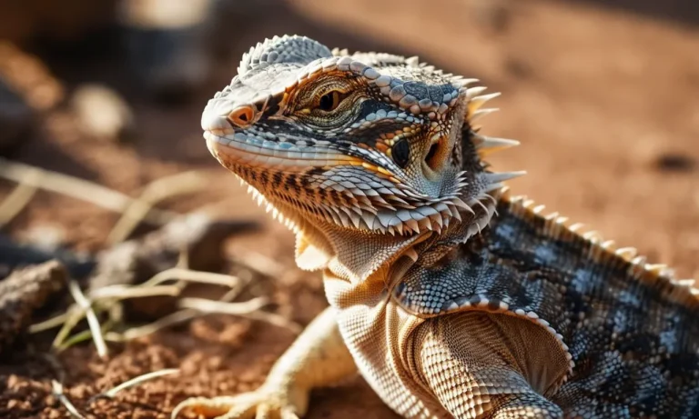 How To Treat A Bearded Dragon’S Broken Leg