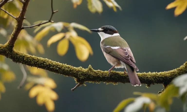 The Magnificent White-Ringed Bird