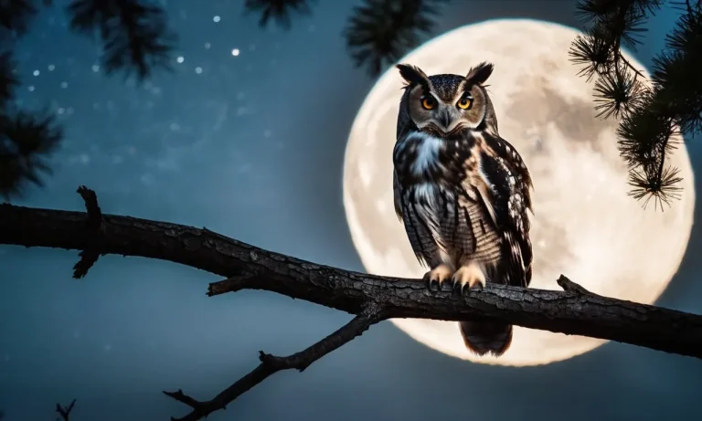 Birds Associated With The Moon