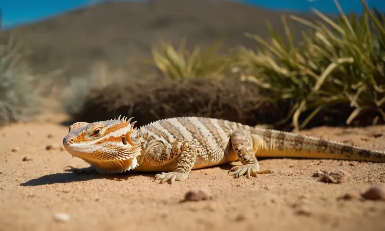 Can Bearded Dragons Drop Their Tails?