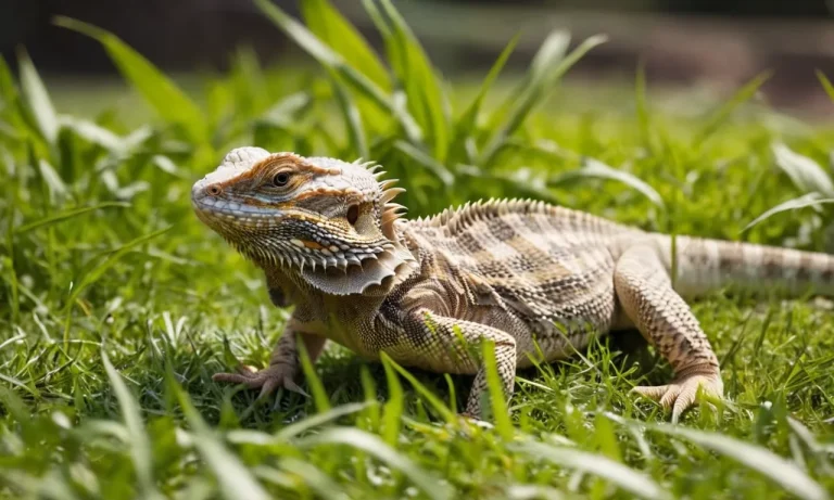 Can Bearded Dragons Eat Grass? A Detailed Guide