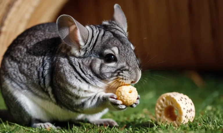 Can Chinchillas Have Cheerios? A Detailed Look