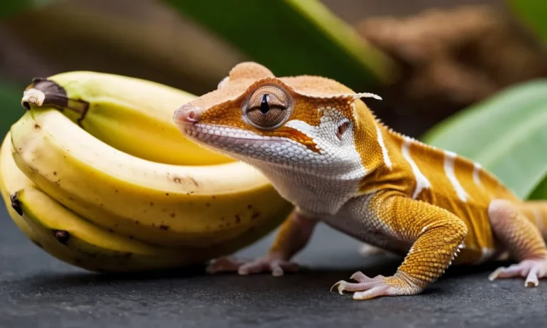 Can Crested Geckos Eat Bananas? A Detailed Look