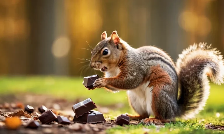 Can Squirrels Eat Chocolate? A Detailed Guide