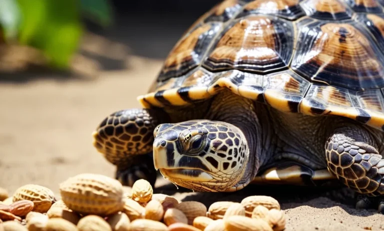Can Turtles Eat Peanuts? A Detailed Look