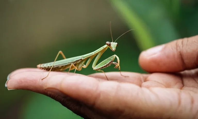 Can You Hold A Praying Mantis?