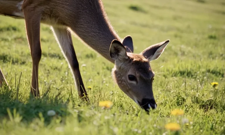 Can You Hunt Female Deer? A Detailed Look At Doe Hunting Regulations