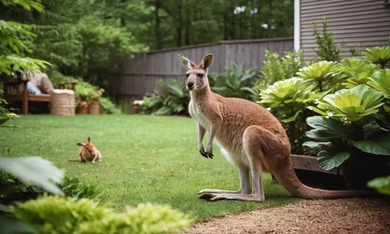 Can You Own A Kangaroo In West Virginia?