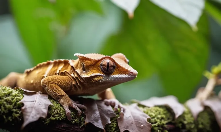 Everything You Need To Know About Crested Gecko Pee