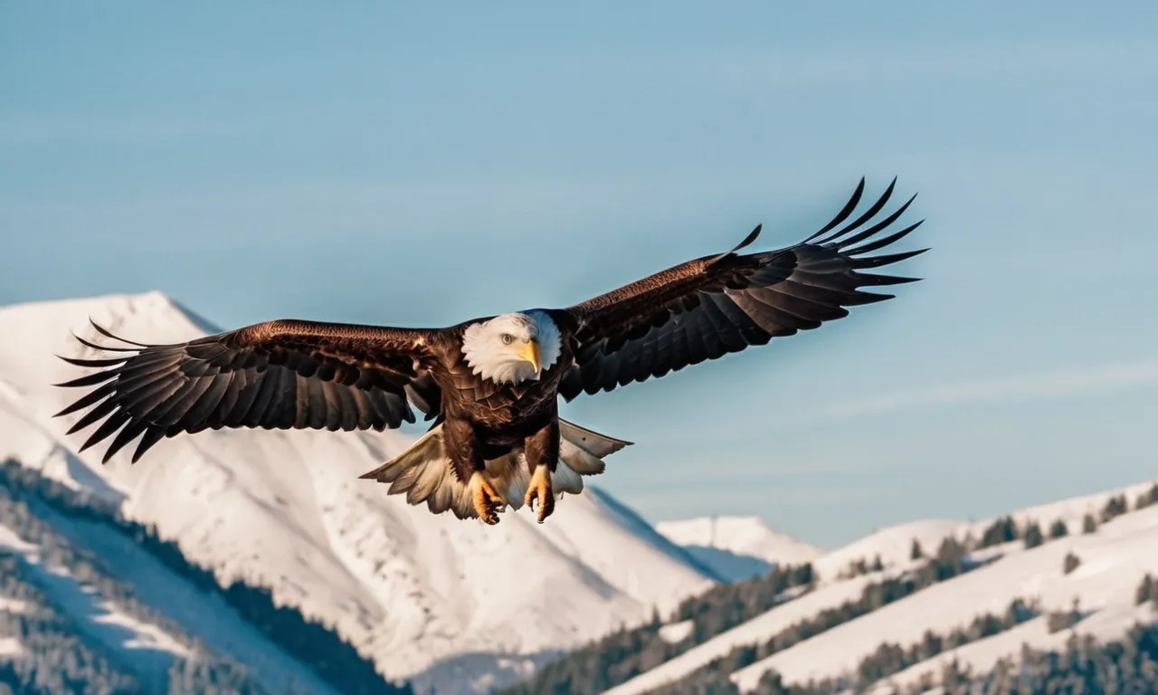 Do Bald Eagles Attack Humans? An In-Depth Look - Berry Patch Farms