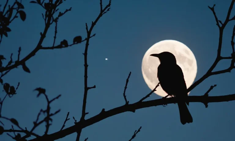 Do Birds Eat At Night? A Detailed Look At The Feeding Habits Of Our Feathered Friends