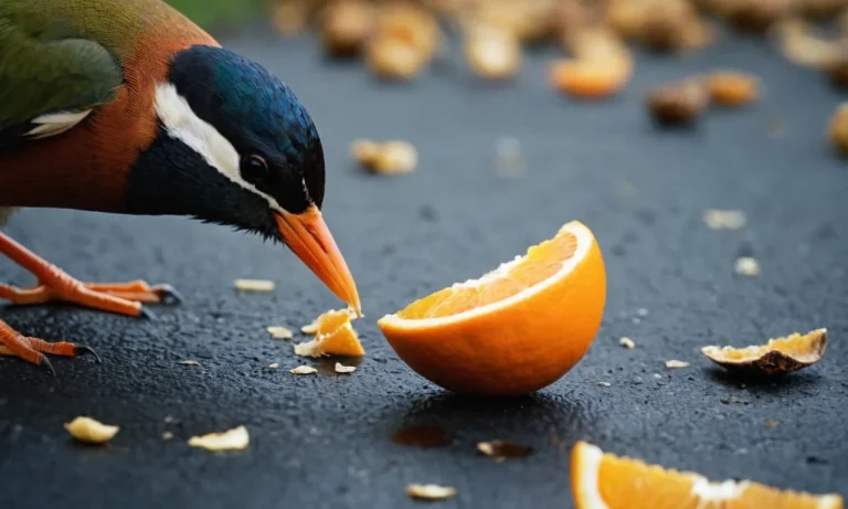Do Birds Eat Orange Peels? A Detailed Look