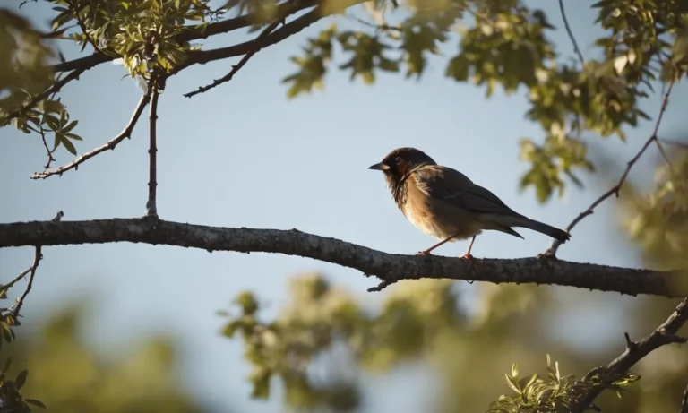 Do Birds Know When They Are Dying?