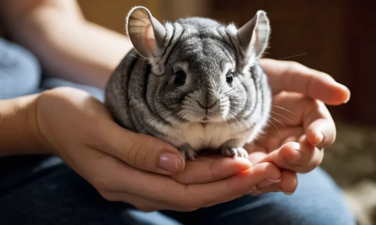Do Chinchillas Like To Be Held? The Complete Guide