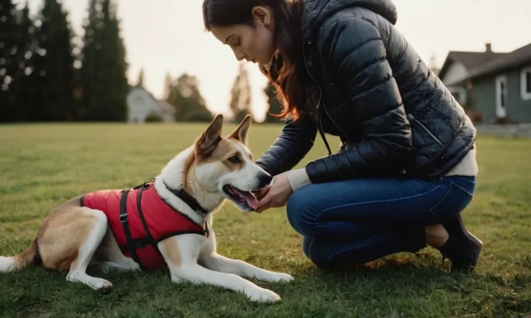 Do Dogs Understand Apologies? The Surprising Truth