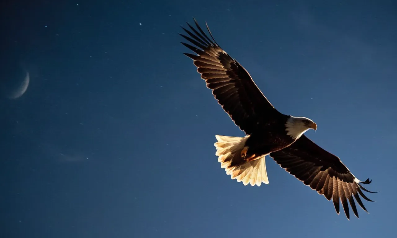 Do Eagles Hunt At Night? A Detailed Look At Eagle Hunting Habits