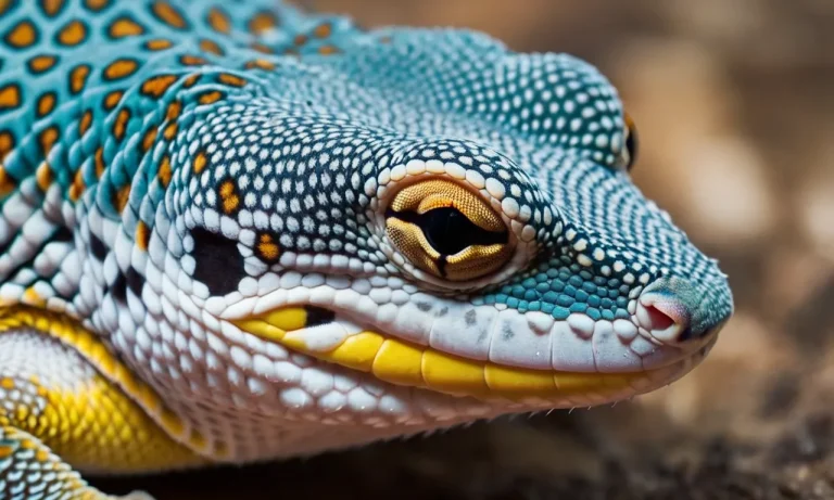 Do Leopard Geckos Have Salmonella?