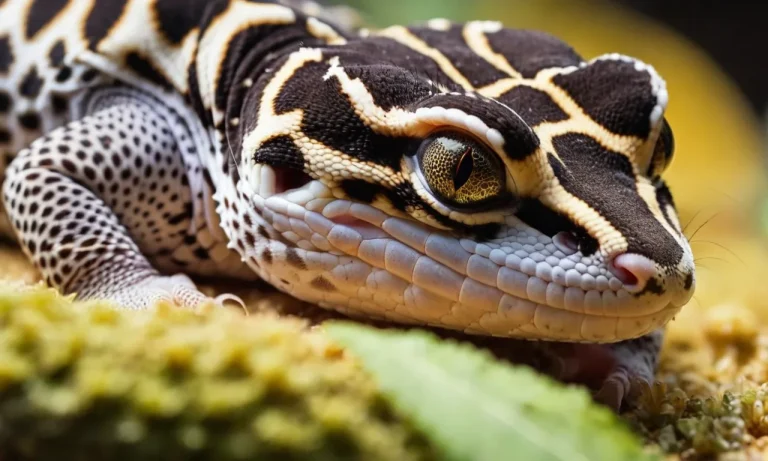 Do Leopard Geckos Sleep With Their Eyes Open?