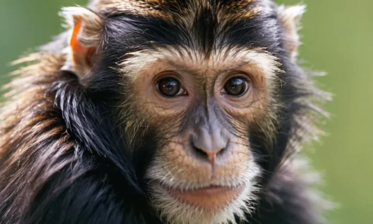 Do Monkeys Have Fur Or Hair? A Comprehensive Guide