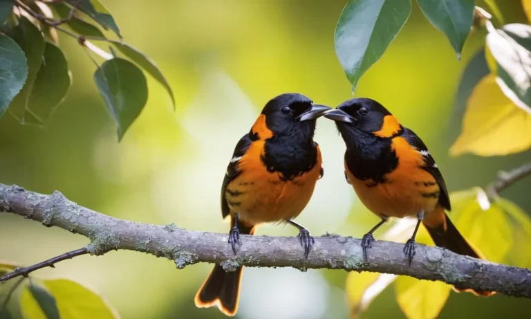Do Orioles Mate For Life? The Monogamous Nature Of Baltimore Orioles