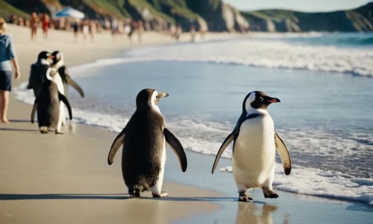 Do Penguins Like Humans? A Detailed Look At Penguin Behavior