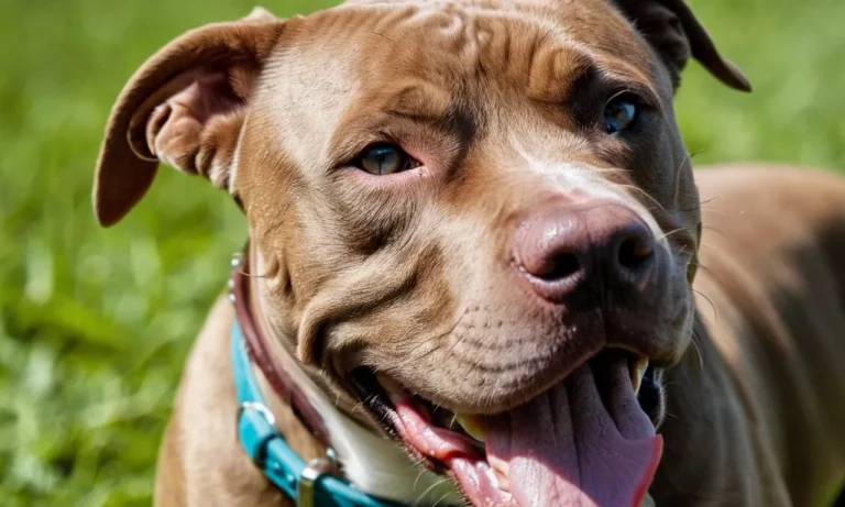 Do Pitbulls Overheat Easily?