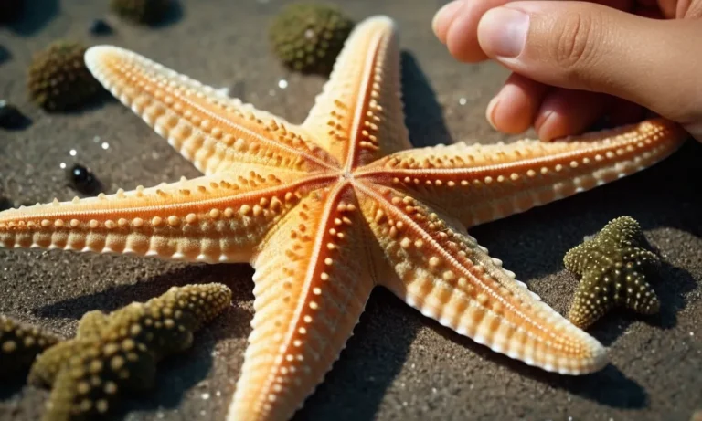Do Starfish Feel Pain?
