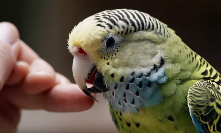 Do Budgie Bites Hurt? A Detailed Look At Budgie Biting Behavior
