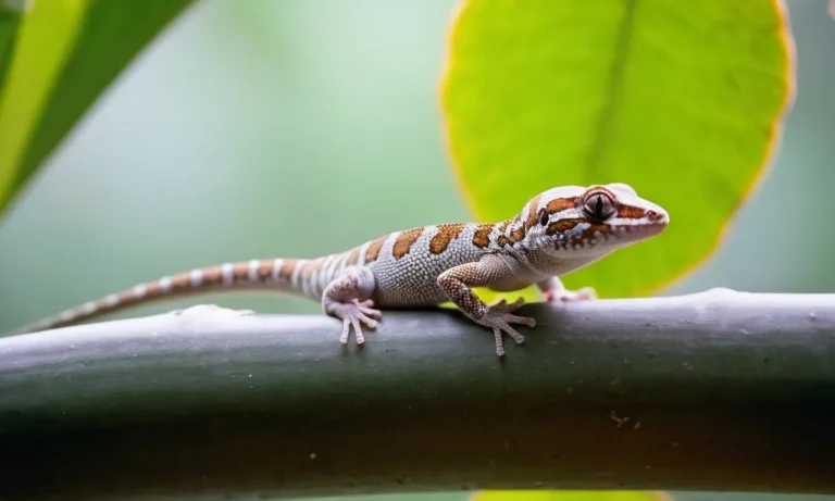 Does It Hurt When A Gecko Loses Its Tail?