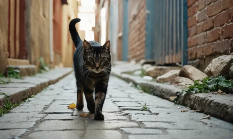 What To Do If You Find A Feral Cat With A Broken Leg