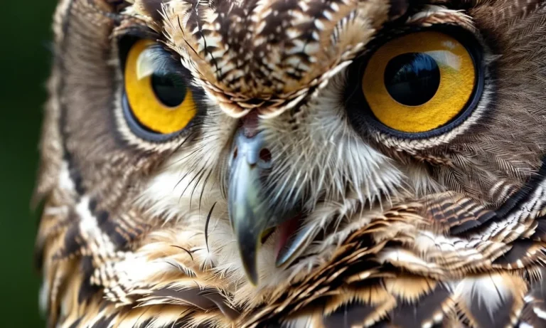 A Comprehensive Guide To Flat Faced Owls