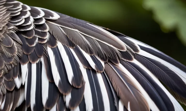 All About The Gray Bird With White Stripes On Wings