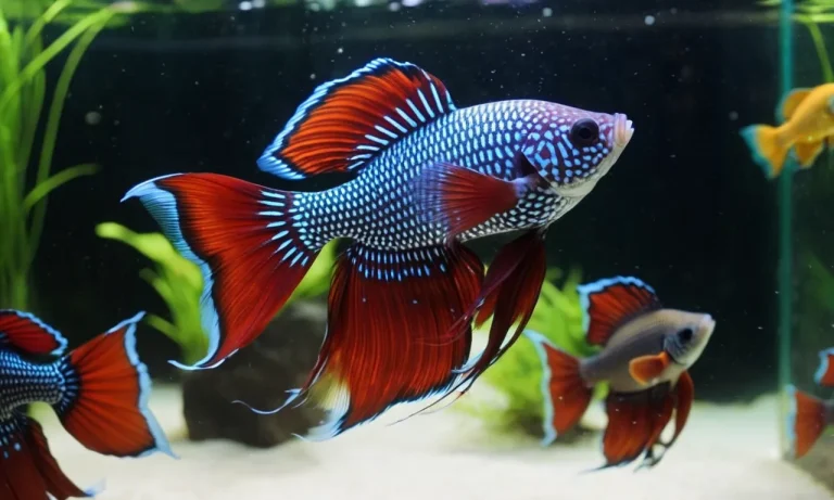 How Many Female Bettas In A 5 Gallon Tank?