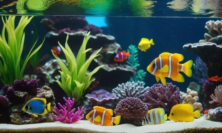 How To Entertain Your Pet Fish: A Complete Guide