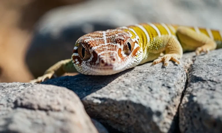 How To Get Your Gecko Out Of Hiding: A Comprehensive Guide